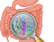Clip art image of the gut