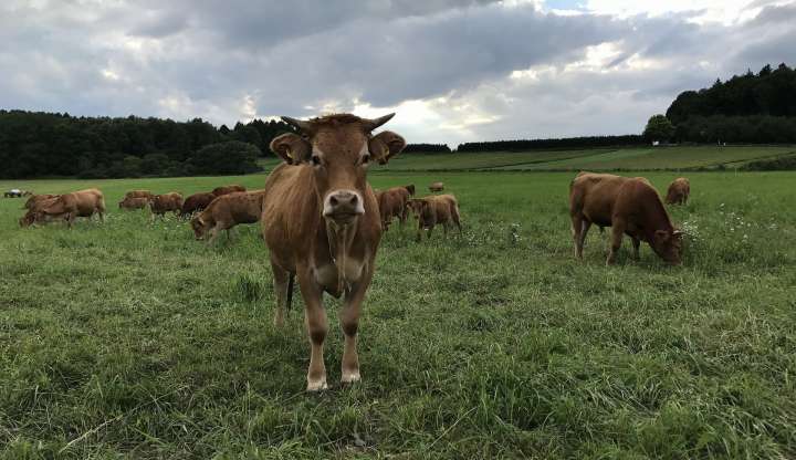 Cows in pasture