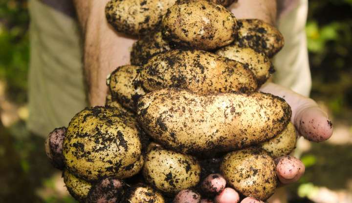 Freshly picked potatoes
