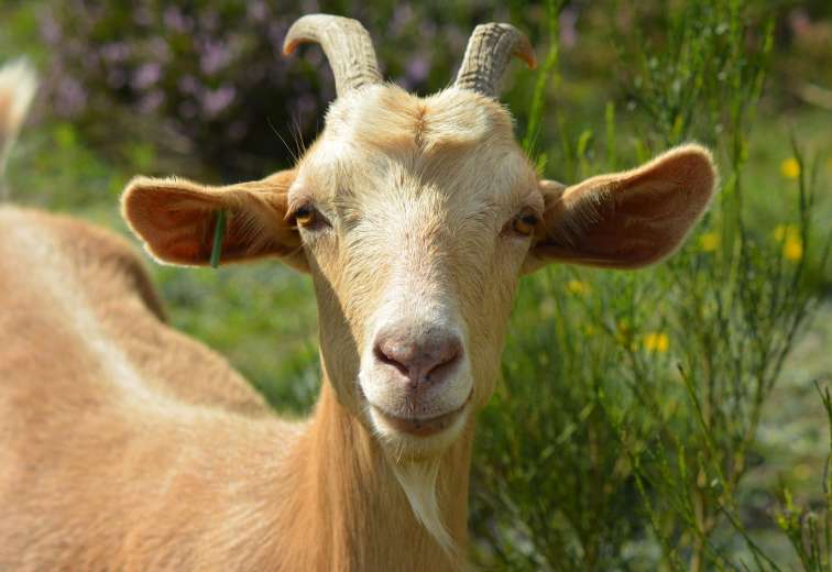 Goat in meadow