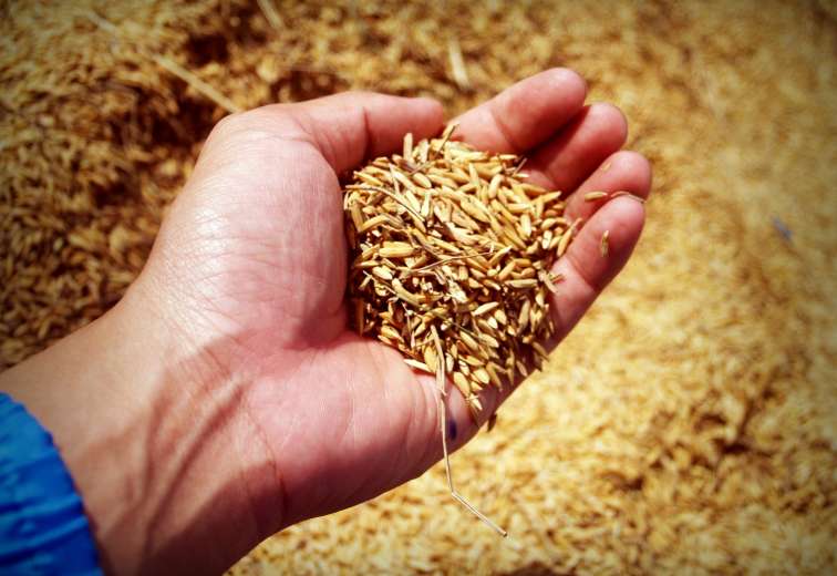 Grains of rice